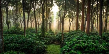 Coffee Plantation Coorg