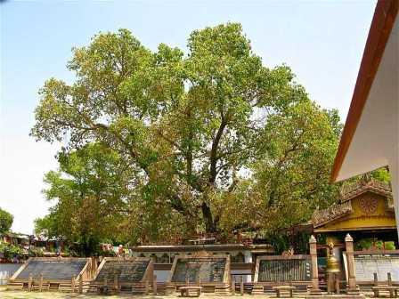 Bodhi Tree