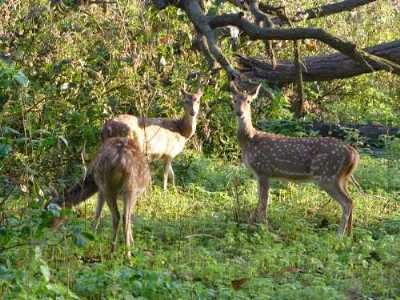 Chilla Wildlife Sanctuary