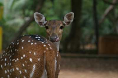 Malsi Deer Park