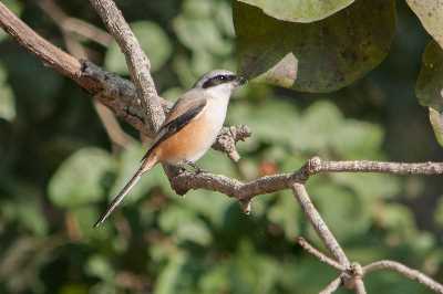 Benog Wildlife Sanctuary