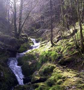 Mossy Falls