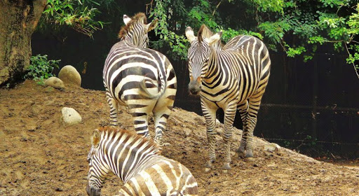 Alipore Zoological Garden