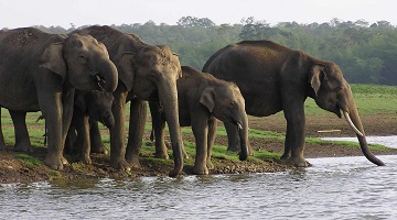 SOUTH INDIA WILDLIFE TOUR PACKAGE