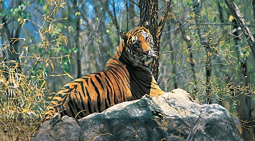 GOLDEN TRIANGLE WITH RANTHAMBORE